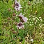 Berkheya purpurea Fleur