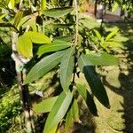 Syzygium jambos Leaf