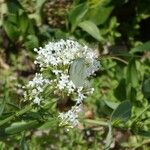 Centranthus ruberÇiçek