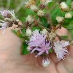 Cyrtocymura scorpioides Flower