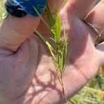 Euthamia occidentalis Hoja