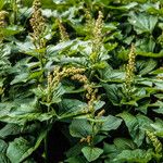 Chenopodium bonus-henricus Habit