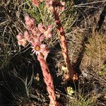 Sempervivum montanum Tervik taim