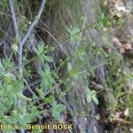 Galium scabrum Habit