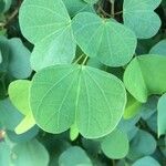 Bauhinia galpinii Blatt