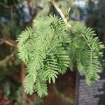 Senegalia senegal Лист