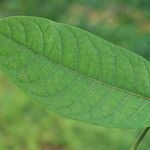 Polyscias fulva Blatt