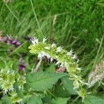 Agastache rugosaKvet