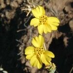 Calycadenia truncata Λουλούδι