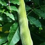 Wisteria sinensis Fruit