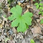 Hydrastis canadensis Leaf