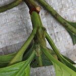 Psychotria gilletii বাকল
