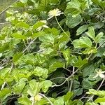 Clematis lasiantha Flor