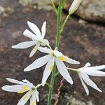 Anthericum liliagoЦвят