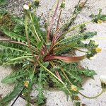 Taraxacum braun-blanquetii Leaf