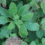 Teucrium arduini Лист