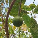 Crateva adansonii Fruit