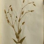 Vaccaria hispanica その他の提案
