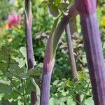 Thalictrum flavum Bark