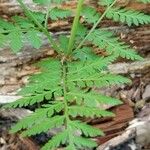 Botrychium virginianum Leaf