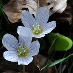 Oxalis acetosella Květ