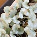 Dichondra argentea Φύλλο