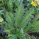 Pedicularis ascendens Leaf