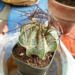 Astrophytum capricorne Leht