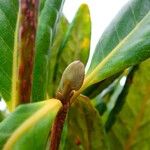 Cunonia balansae Corteza