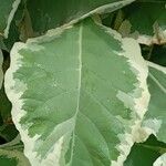 Nicotiana tomentosa Blad