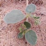 Abronia umbellata Leaf