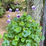 Viola hederacea موطن