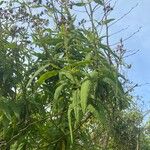 Buddleja globosaЛист