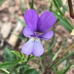 Viola bubanii ফুল