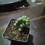 Sedum hernandezii Foglia