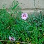 Dianthus plumarius Habit