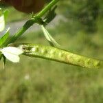 Vicia lutea Frucht