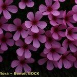 Androsace ciliata Flower