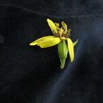 Ligularia fischeri Flower