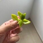 Aptenia cordifolia Hoja