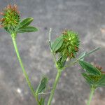 Trifolium squamosum Blatt