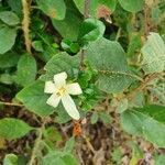 Turraea parvifolia 花