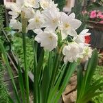 Narcissus papyraceus Lorea