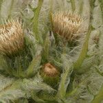 Cirsium foliosum Fruit