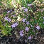 Centaurium erythraeaFlower