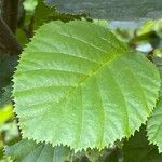 Alnus alnobetula Leaf