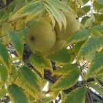 Juglans nigra फल