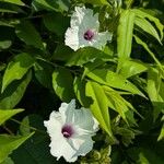 Ipomoea pandurata Flor