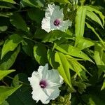 Ipomoea pandurata Flors