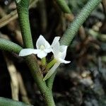 Angraecum subulatum Кветка